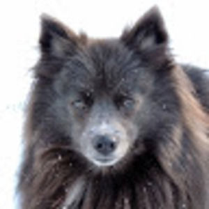 Meet your Posher, Craig